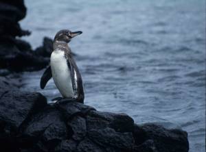 Galapagos Penguin (Spheniscus mendiculus)